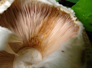 macro-mushroom-gills